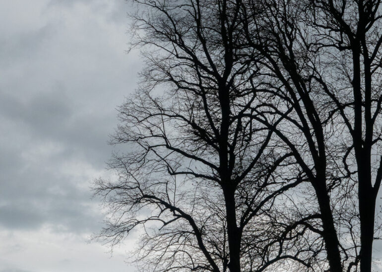 Pascal Meyer - Silhouettes d'arbres sur ciel gris avec petit coin de ciel bleu