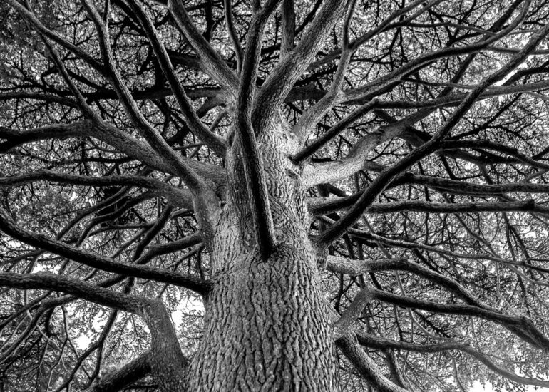 Pascal Meyer - Tronc et ramure d'un arbre vus en contre-plongée