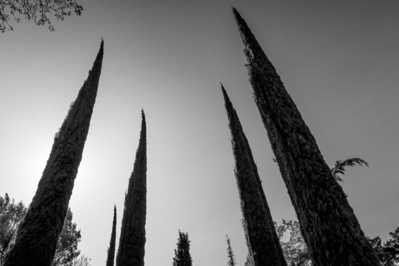 Pascal Meyer - Cyprès vus en contre-plongée se détachant sur le ciel