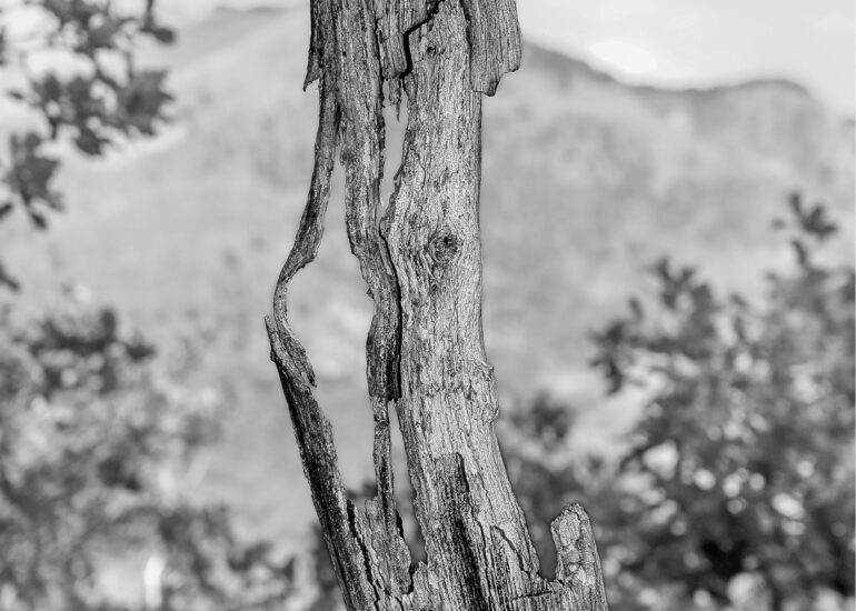 Pascal Meyer - Arbre dont il ne reste plus que l'écorce