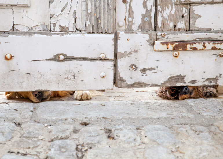 Pascal Meyer - deux chiens reniflant sous le porche
