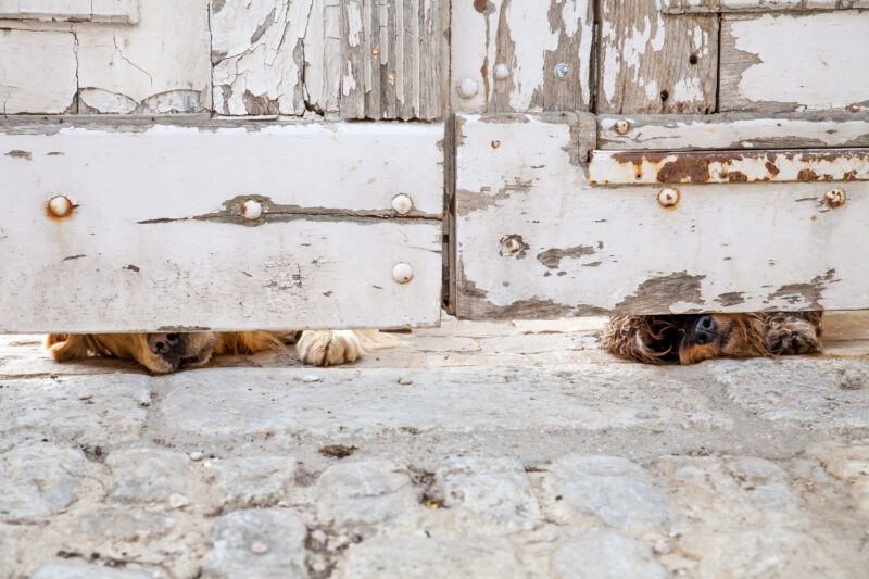 Pascal Meyer - deux chiens reniflant sous le porche